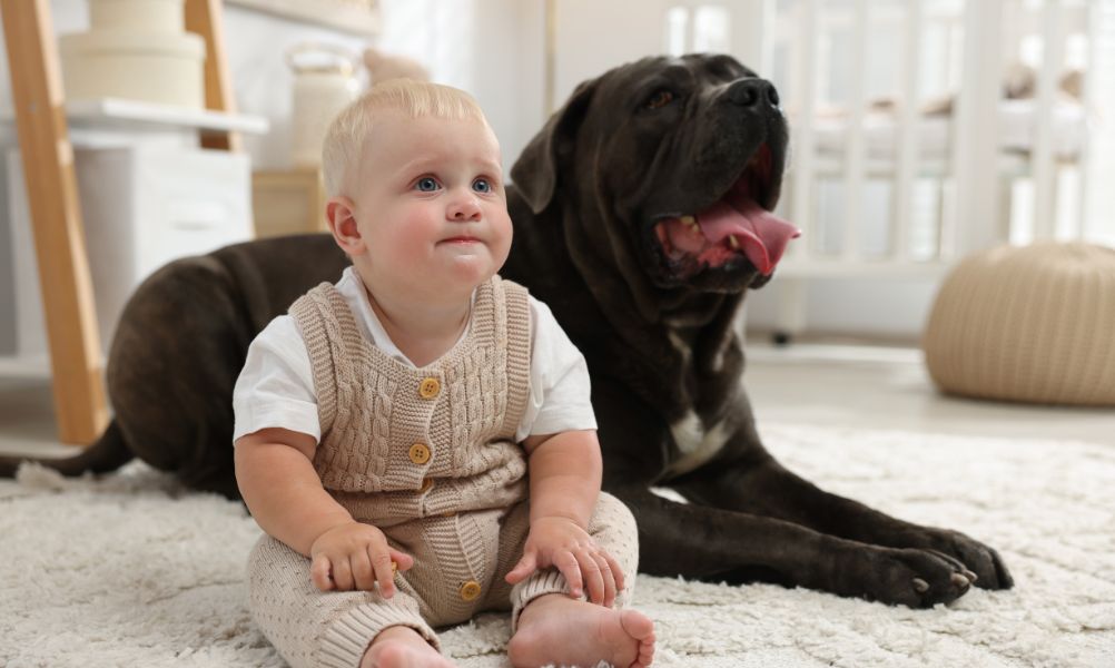 Modern Pet-Friendly Homes in Agnes Water Near the Beach